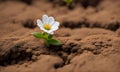 Resilient Bloom: Tiny White Flower Emerges in cracked earth