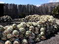 The hart from Agave plant to make Mescal or Mezcal Royalty Free Stock Photo