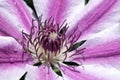 Hart of a clematis Nelly Moser flower