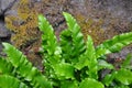 Hart's-tongue (Asplenium scolopendrium)