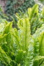 Harts-tongue fern Asplenium scolopendrium, growing in a forest