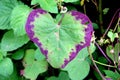 Hart shaped leaf with beautiful border