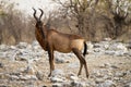 Hartebeest Royalty Free Stock Photo