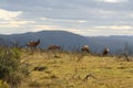 Hartebeest in africa Royalty Free Stock Photo