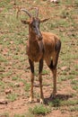 Hartebeest Alcelaphus buselaphus, also known as kongoni