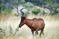 Hartebeest Alcelaphus buselaphus caama Royalty Free Stock Photo