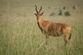 Hartebeest - Alcelaphus buselaphus in Kidepo, Uganda Royalty Free Stock Photo