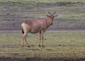 Hartebeest, Alcelaphus buselaphus