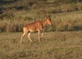 hartebeest Alcelaphus buselaphus walking Royalty Free Stock Photo