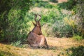 Hartebeest antelope in bushes of Addo National park