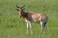 Hartebeest antelope in grasslands of Masai Mara
