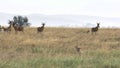 Hartebeest become nervous as a cheetah pair stalk them in serengeti Royalty Free Stock Photo