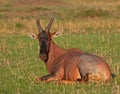 Hartebeest on the Masai Mara