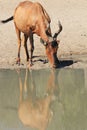 Hartebeest, Red - African Wildlife Background and Reflection Royalty Free Stock Photo