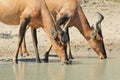 Hartebeest, Red - African Wildlife in Red Royalty Free Stock Photo