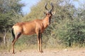 Hartebeest, Red - African Wildlife - Shining Horn of a bull in Prime Royalty Free Stock Photo