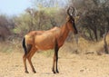 Hartebeest, Red - Thirsty On-looker