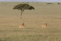 Hartebeest walking in a grass at Masai Mara Game Reserve,Africa Royalty Free Stock Photo