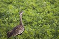 Hartlaub Bustard in Ngorongoro Crater, Tanzania Royalty Free Stock Photo