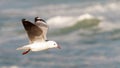 Hartlaub Gull in flight Royalty Free Stock Photo