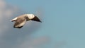 Hartlaub Gull in flight Royalty Free Stock Photo