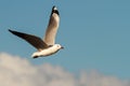 Hartlaub Gull in flight Royalty Free Stock Photo