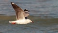 Hartlaub Gull in flight Royalty Free Stock Photo