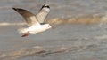 Hartlaub Gull Royalty Free Stock Photo