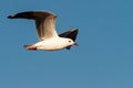 Hartlaub Gull Royalty Free Stock Photo