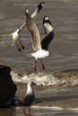 Hartlaub Gull Royalty Free Stock Photo