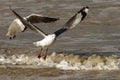 Hartlaub Gulls in flight Royalty Free Stock Photo