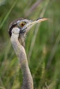 Hartlaub`s Bustard - Lissotis hartlaubii Royalty Free Stock Photo