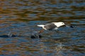Hartlaub's Gull Royalty Free Stock Photo