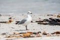 Hartlaub`s Gull Royalty Free Stock Photo