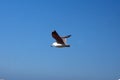 Hartlaub`s gull in flight Royalty Free Stock Photo