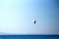 Hartlaub`s gull in flight Royalty Free Stock Photo