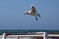 Hartlaub`s gull in flight Royalty Free Stock Photo