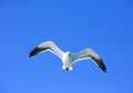 Hartlaub`s gull in flight with a beautiful bright blue clear sky Royalty Free Stock Photo