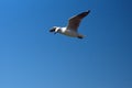 Hartlaub`s gull in flight Royalty Free Stock Photo