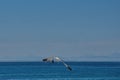 Hartlaub`s gull in flight Royalty Free Stock Photo