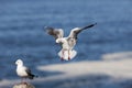 MOUETTE DE HARTLAUB larus hartlaubii Royalty Free Stock Photo