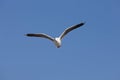 MOUETTE DE HARTLAUB larus hartlaubii Royalty Free Stock Photo