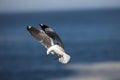 HARTLAUB`S GULL OR KING GULL larus hartlaubii, ADULT IN FLIGHT, HERMANUS IN SOUTH AFRICA Royalty Free Stock Photo