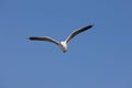 Hartlaub`s Gull or King Gull, larus hartlaubii, Adult in Flight, Hermanus in South Africa Royalty Free Stock Photo