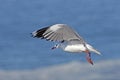 Hartlaub`s Gull or King Gull, larus hartlaubii, Adult in Flight, Hermanus in South Africa Royalty Free Stock Photo