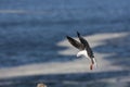 Hartlaub`s Gull or king Gull, larus hartlaubii, Adult in Flight, Hermanus in South Africa Royalty Free Stock Photo