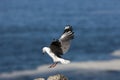 Hartlaub`s Gull or King Gull, larus hartlaubii, Adult in Flight, Landing on Rock, Hermanus in South Africa Royalty Free Stock Photo