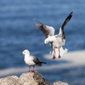 Hartlaub`s Gull or King Gull, larus hartlaubii, Adult in Flight, Landing on Rock, Hermanus in South Africa Royalty Free Stock Photo