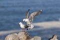 Hartlaub`s Gull or king Gull, larus hartlaubii, Adult in Flight, Landing on Rocks, Hermanus in South Africa Royalty Free Stock Photo