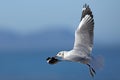 Hartlaub`s Gull or King Gull, larus hartlaubii, Immature in Flight, Hermanus in South Africa Royalty Free Stock Photo